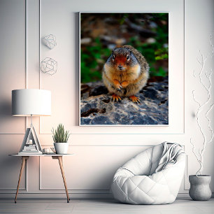 Richardson Ground Squirrel Fototryck