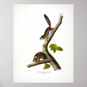 Richardsons colombianska ekorre av Audubon Poster