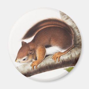 Richardsons colombianska ekorreillustration magnet
