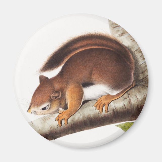 Richardsons colombianska ekorreillustration magnet (Framsidan)