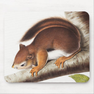 Richardsons colombianska ekorreillustration musmatta