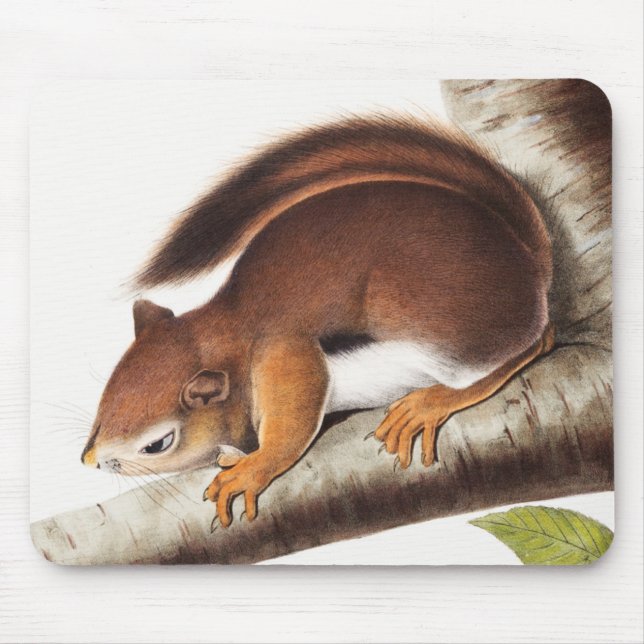 Richardsons colombianska ekorreillustration musmatta (Framsidan)