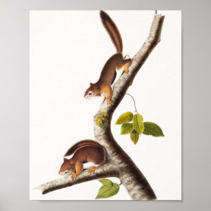Richardsons colombianska ekorreillustration poster