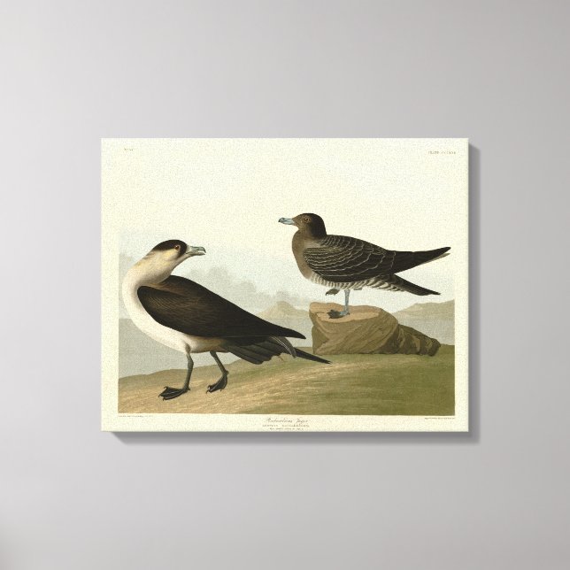 Richardsons Jager från Audubon Birds of America Canvastryck (Framsida)