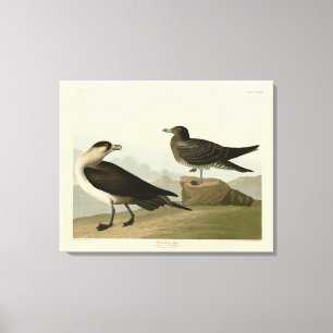 Richardsons Jager från Audubon Birds of America Canvastryck