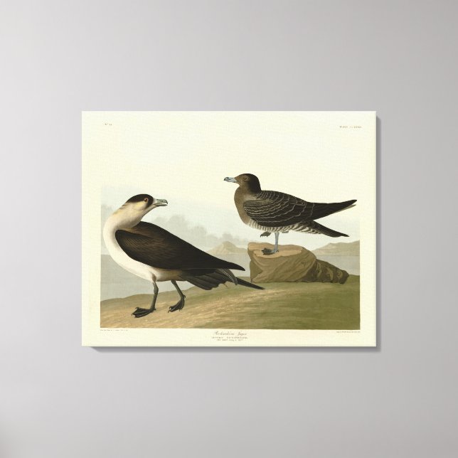 Richardsons Jager från Audubon Birds of America Canvastryck (Framsida)
