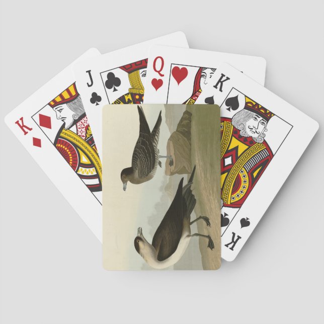 Richardsons Jager från Audubon Birds of America Casinokort (Baksidan)