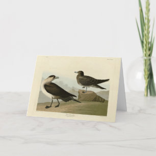 Richardsons Jager från Audubon Birds of America Kort