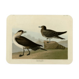 Richardsons Jager från Audubon Birds of America Magnet