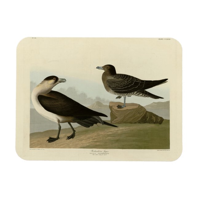Richardsons Jager från Audubon Birds of America Magnet (Horisontell)