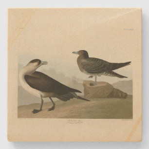 Richardsons Jager från Audubon Birds of America Stenunderlägg