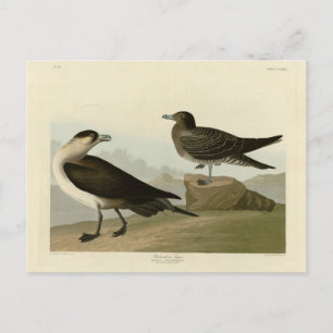 Richardsons Jager från Audubon Birds of America Vykort