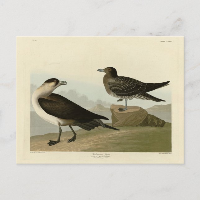 Richardsons Jager från Audubon Birds of America Vykort (Framsida)