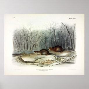 Richardson's Meadow Mouse, Vatten Vole av Audubon Poster