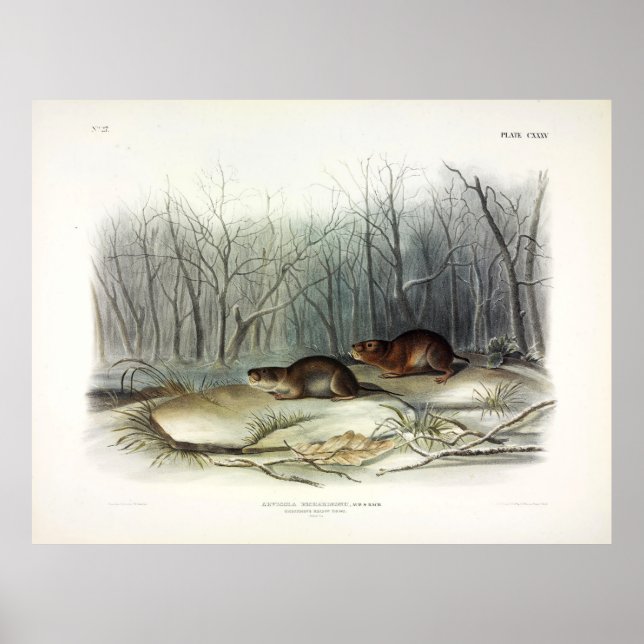 Richardson's Meadow Mouse, Vatten Vole av Audubon Poster (Framsidan)