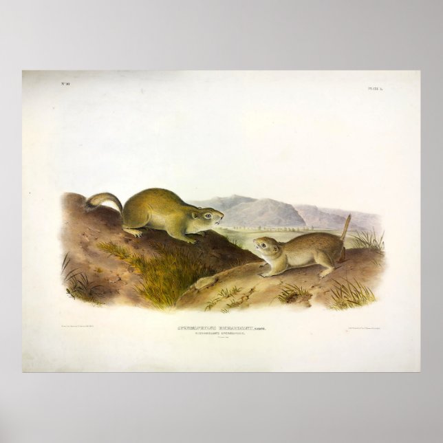 Richardsons Spermophile, Ground Squirrel, Audubon Poster (Framsidan)
