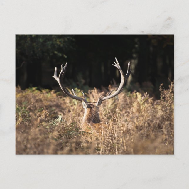 Richmond Park stag, London Vykort (Framsida)