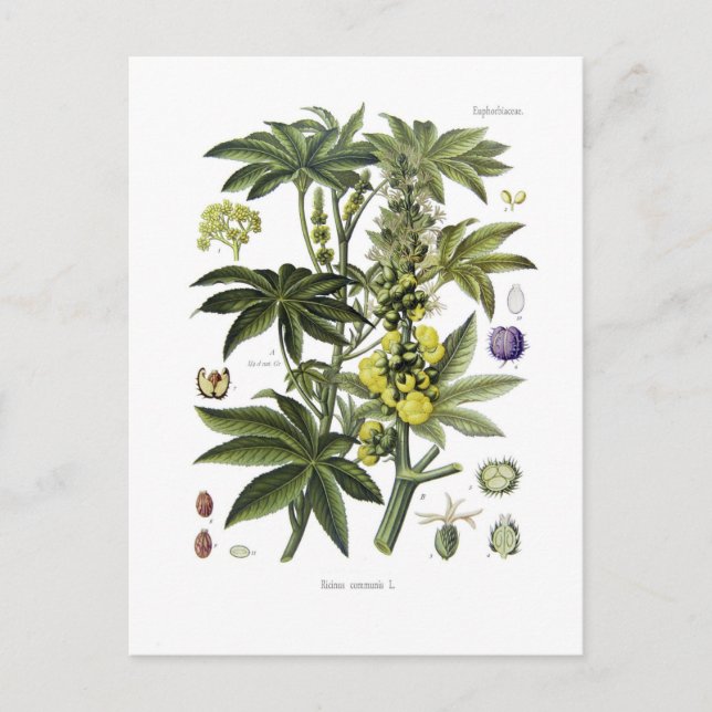 Ricinus communis (Castor Oil Plant) Vykort (Framsida)