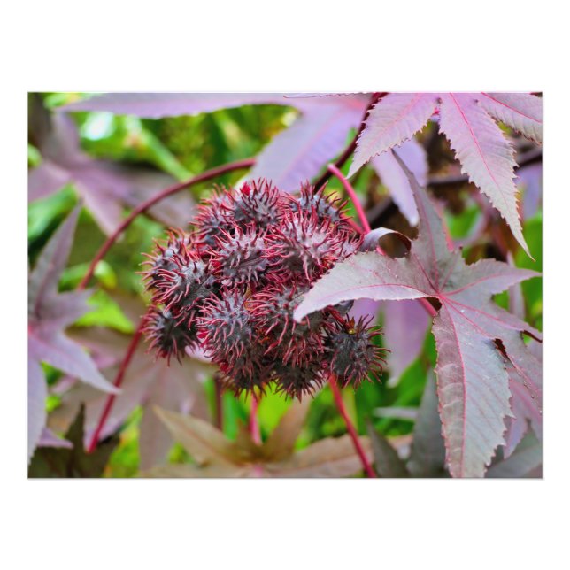 Ricinus communis fototryck (Framsidan)