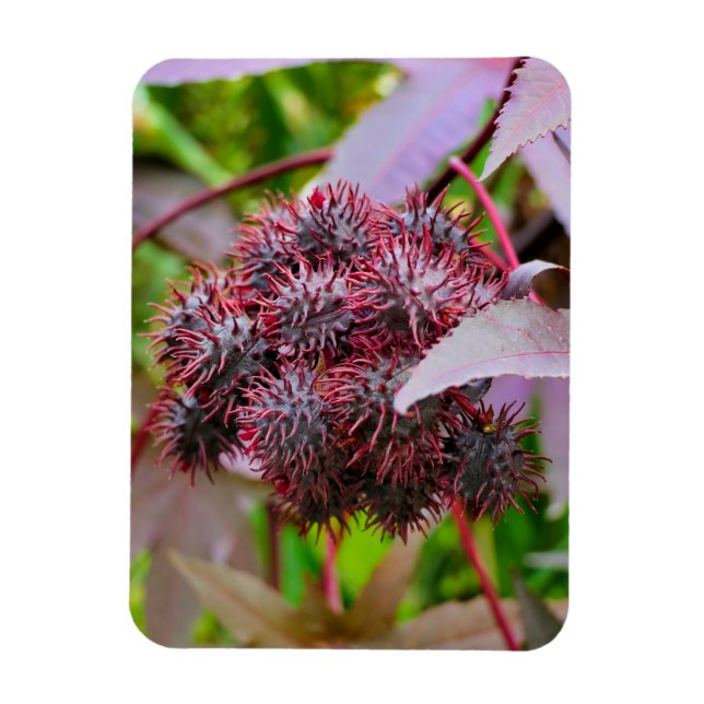 Ricinus communis magnet (Vertikal)