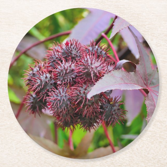 Ricinus communis underlägg papper rund (Framsidan)
