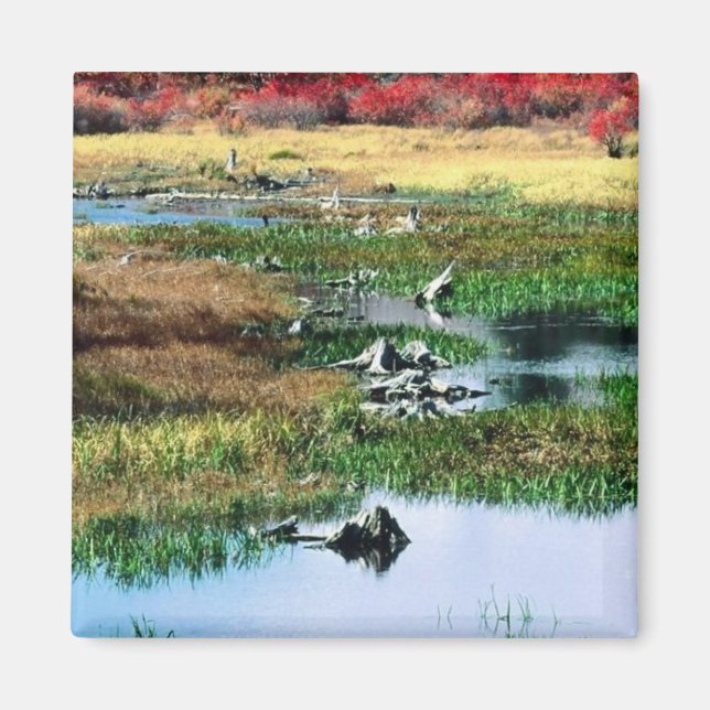 Ricketts Glen State Park, PA Magnet (Framsidan)