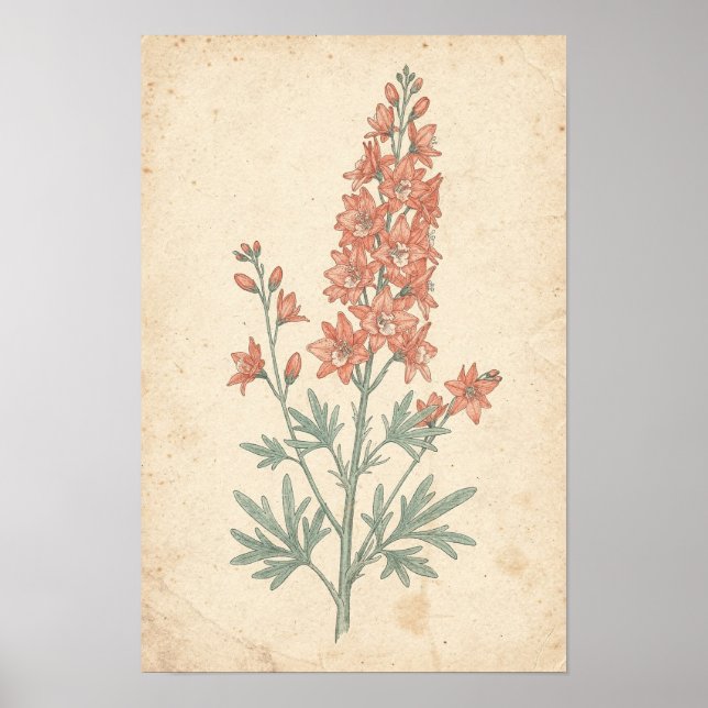 Riddarsporre Botaniskt Tryck | Blomsteraxelstudie (Framsidan)