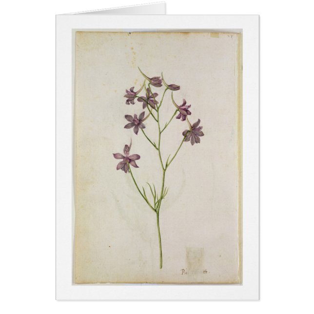 Riddarsporreajacis, c.1568 hälsningskort (Framsidan)