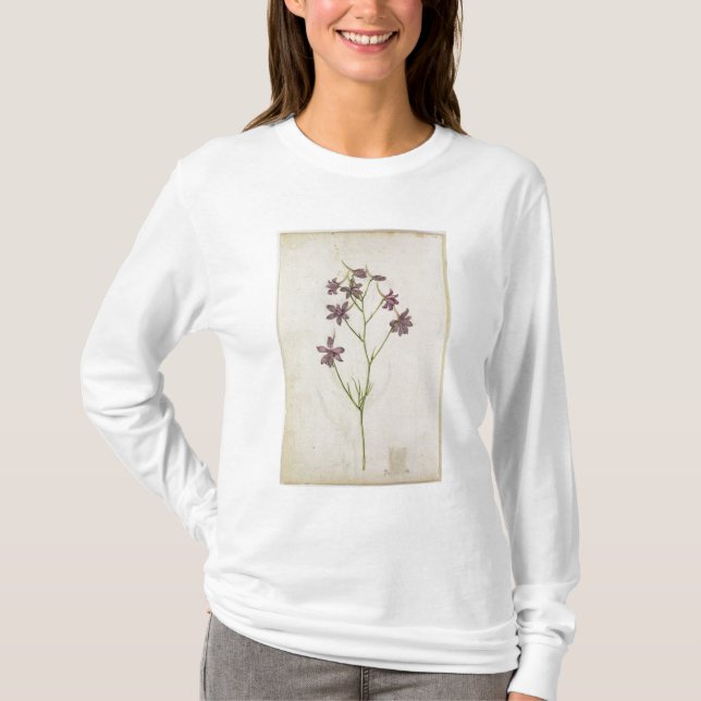 Riddarsporreajacis, c.1568 tee (Framsida)