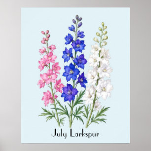 Riddarsporreblommor i juli poster