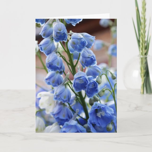 Riddarsporren blommar hälsningkortet kort (Framsida)