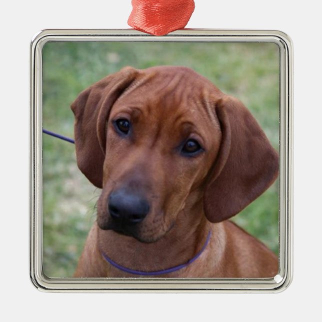 Ridgeback valp julgransprydnad metall (Framsidan)