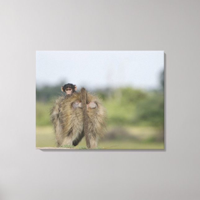 ridning av baby Chacma Baboon (Papio ursinus) Canvastryck (Framsida)