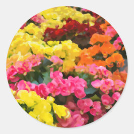 Rieger Begonia Flower-målarfärg för Bright Gult oc Runt Klistermärke