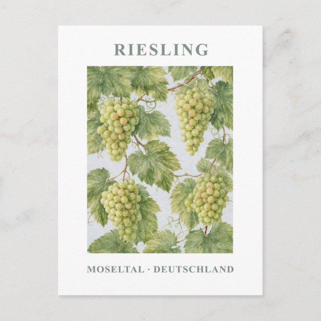 Riesling Mosel Årgång Grön Blommig Vykort (Framsida)
