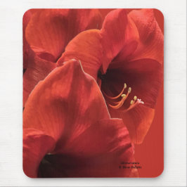 Rik Earthy Ruby Red Amaryllis Composite Photo Musmatta