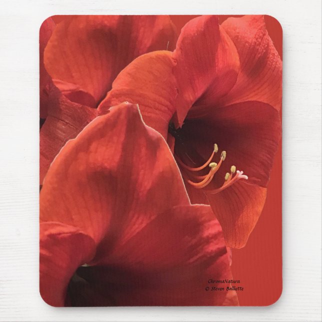 Rik Earthy Ruby Red Amaryllis Composite Photo Musmatta (Framsidan)