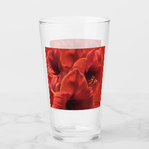 Rik Earthy Ruby Red Amaryllis Photo Glaskopp