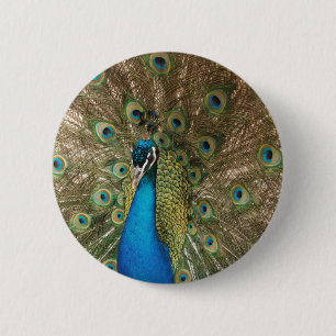 Rik Färg Foto av Peacock Knapp