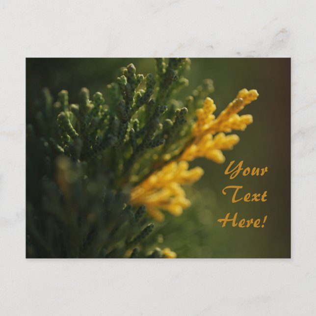 Rik Grön Varm Gul Växt Foto Postkort Vykort (Framsida)