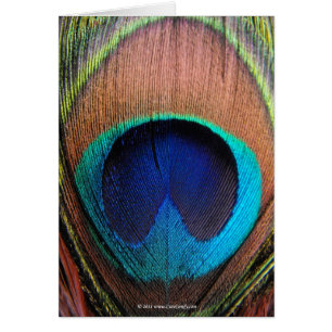 Riken Makro Peacock Feather blåser fotografier OBS Kort
