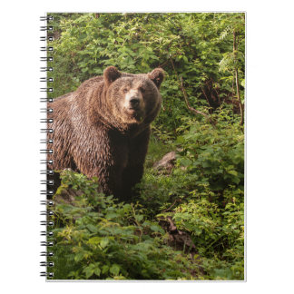 Riktiga björngåvor,Grizzly Bear,Grizzly Bear Journ Anteckningsbok