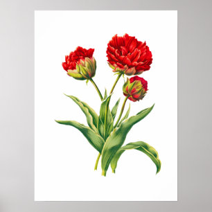 Riktiga röda blomkonst med hög detaljrikedom poster