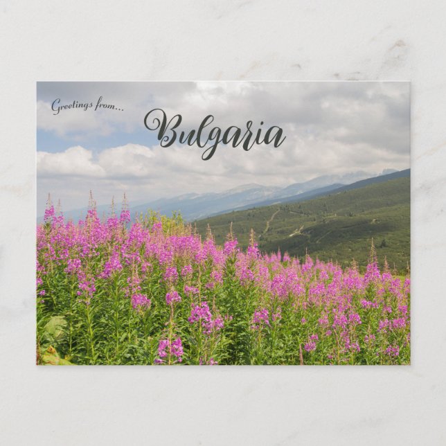 Rila Mountains and Pink Flowers in Bulgaria Vykort (Framsida)