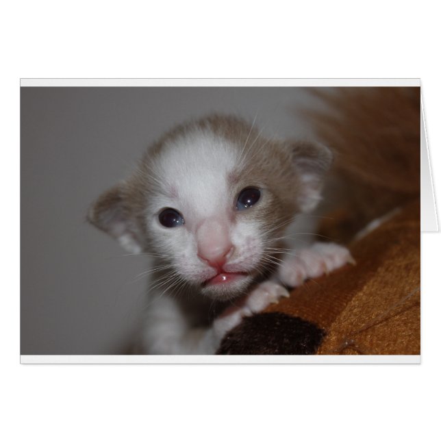 Rilöjligt söt baby kitten hälsningskort (Framsidan Horizontal)