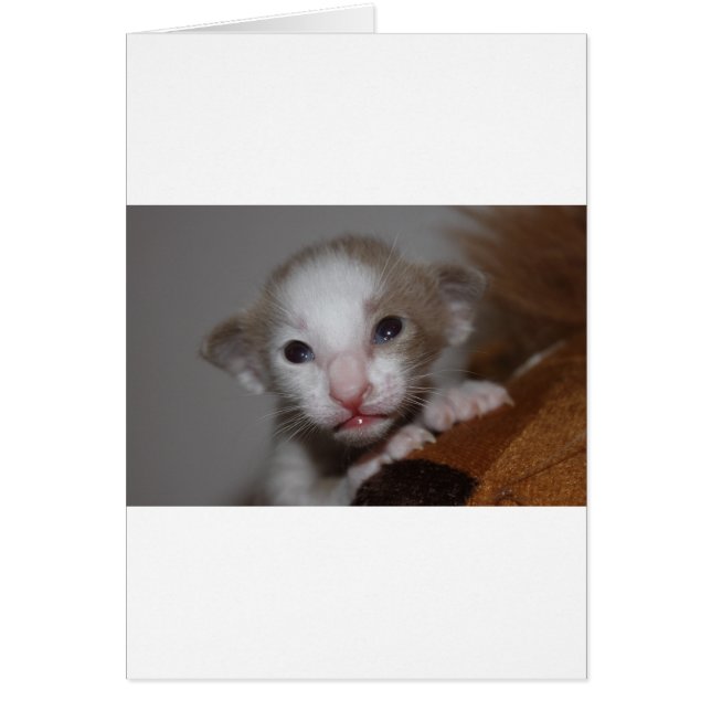 Rilöjligt söt baby kitten hälsningskort (Framsidan)