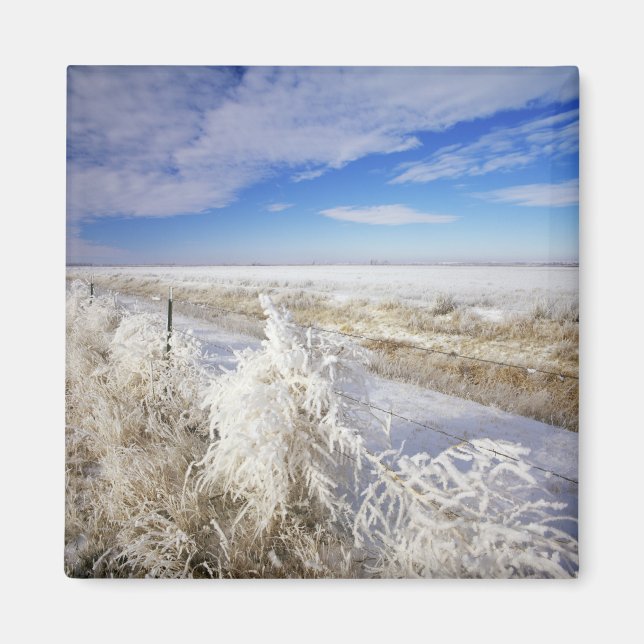 Rimfrosten belägger rulltörne och staket nära magnet (Framsidan)