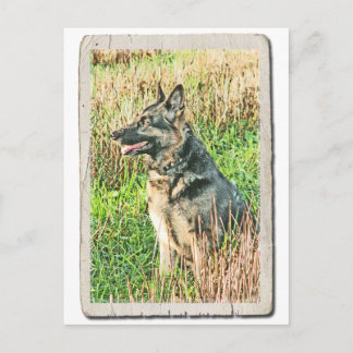 Rin Tin Tin-gratulationskort för vykort