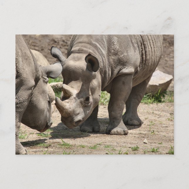 Rinamic Duo Vykort (Framsida)