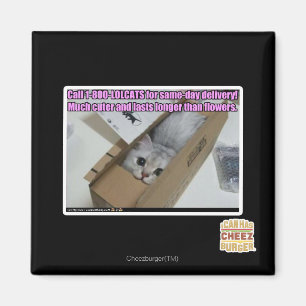 Ring 1-800-LOLCATS Magnet